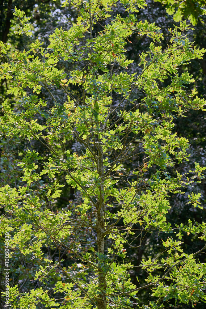 tree with leaves and the first autumn colors with backlight tree with leaves and the first autumn colors with backlight