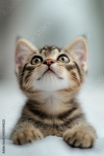 Cute tabby kitten resting on a soft surface in a cozy indoor setting during d...