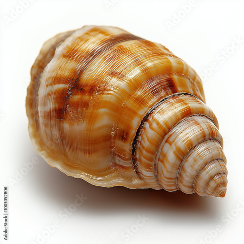 Whelk Isolated