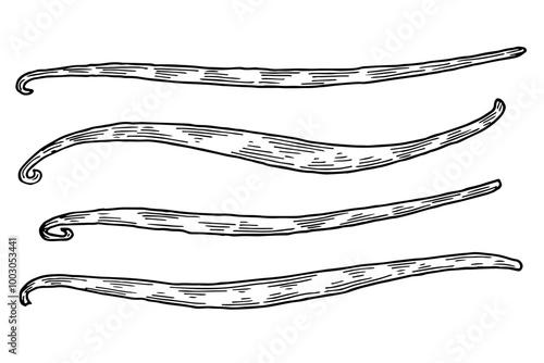 Vanilla pods hand drawn