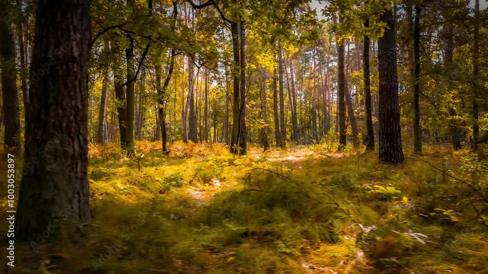 The camera smoothly moves sideways in slow motion through an autumn forest. Golden leaves, soft grass, and gentle light create a magical atmosphere, highlighting the serenity and beauty of nature. The camera smoothly moves sideways in slow motion through an autumn forest. Golden leaves, soft grass, and gentle light create a magical atmosphere, highlighting the serenity and beauty of nature.