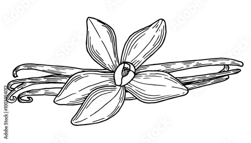 Vanilla pods and flower hand drawn