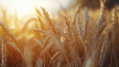 Close-up view of golden wheat spikes swaying gently in the summer breeze in a...