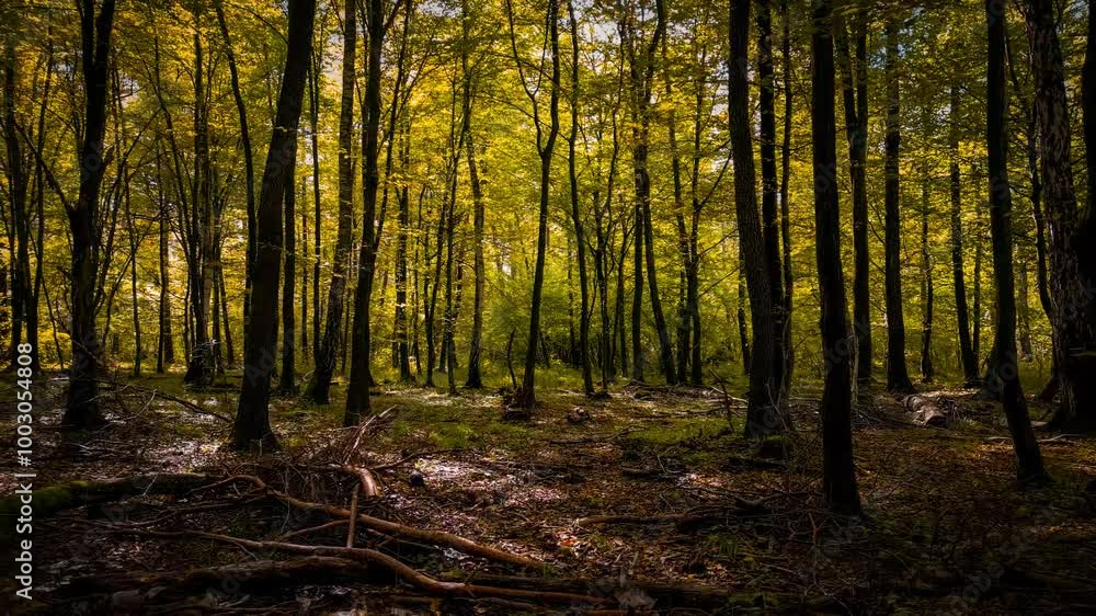The camera smoothly moves sideways in slow motion through an autumn forest. Golden leaves, soft grass, and gentle light create a magical atmosphere, highlighting the serenity and beauty of nature. The camera smoothly moves sideways in slow motion through an autumn forest. Golden leaves, soft grass, and gentle light create a magical atmosphere, highlighting the serenity and beauty of nature.