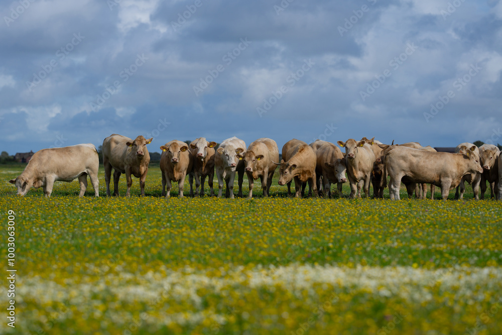 Dairy cows. Cow at meadow. Cattle in grass field. Cow in grassy pasture. Cow in the countryside. Cows graze on summer meadow. Rural landscapes with cows. Cows in a pasture. Cattle cow grazing on Dairy cows. Cow at meadow. Cattle in grass field. Cow in grassy pasture. Cow in the countryside. Cows graze on summer meadow. Rural landscapes with cows. Cows in a pasture. Cattle cow grazing on