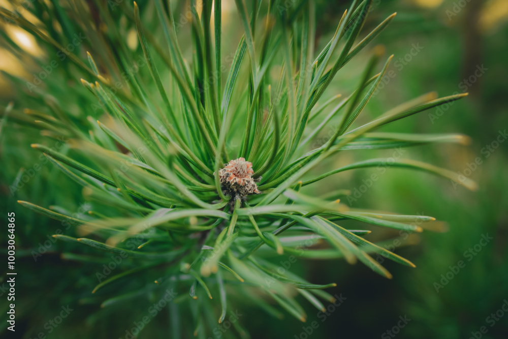 pine branch with buds close-up pine branch with buds close-up