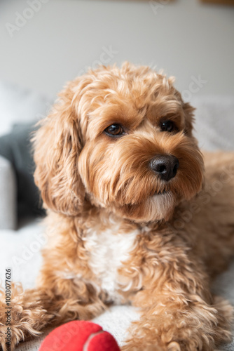 dog, cavapoo, poodle, doodle, dogs, puppy, puppies, brown dog, curly dog, pet, animal, cute, canine, breed, small, brown, portrait, adorable, fluffy, fur, doggy, pets, friend