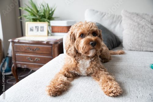 dog, cavapoo, poodle, doodle, dogs, puppy, puppies, brown dog, curly dog, pet, animal, cute, canine, breed, small, brown, portrait, adorable, fluffy, fur, doggy, pets, friend