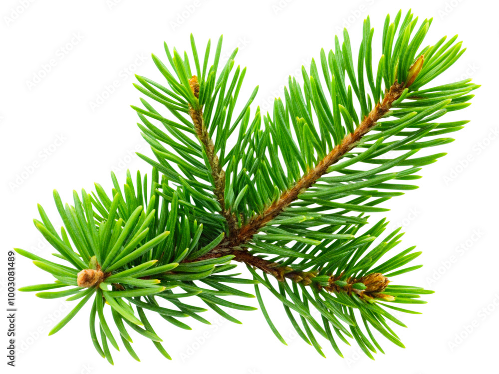 Fresh Green Branch with Vibrant Leaves Isolated on Black Background – Nature and Botany Concept transparent background Fresh Green Branch with Vibrant Leaves Isolated on Black Background – Nature and Botany Concept transparent background
