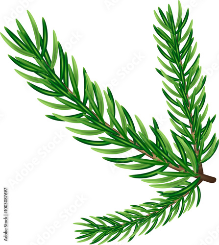 Green fir branch, vector graphic design