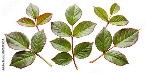 Fresh rose leaf Branch with Vibrant Leaves on transparent background-Nature and Botany Concept