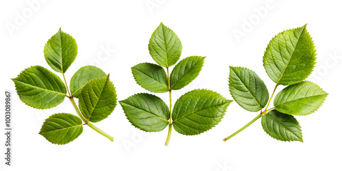 Fresh rose leaf Branch with Vibrant Leaves on transparent background-Nature and Botany Concept