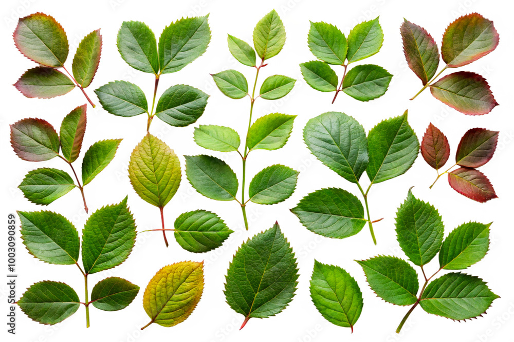 Fresh rose leaf Branch with Vibrant Leaves on transparent background-Nature and Botany Concept Fresh rose leaf Branch with Vibrant Leaves on transparent background-Nature and Botany Concept