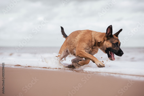 Young dog running on a beach, German Shepherd, Belgian Malinois photo