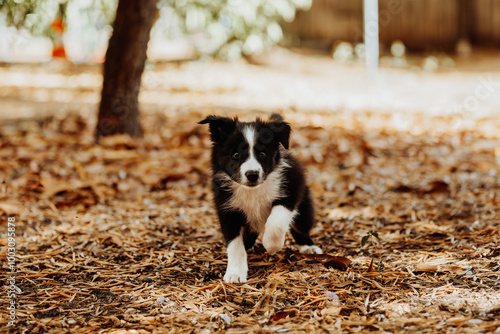 Black and white border collie puppy running in the park