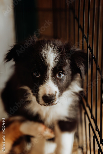 Border collie puppy dark portrait in the crate