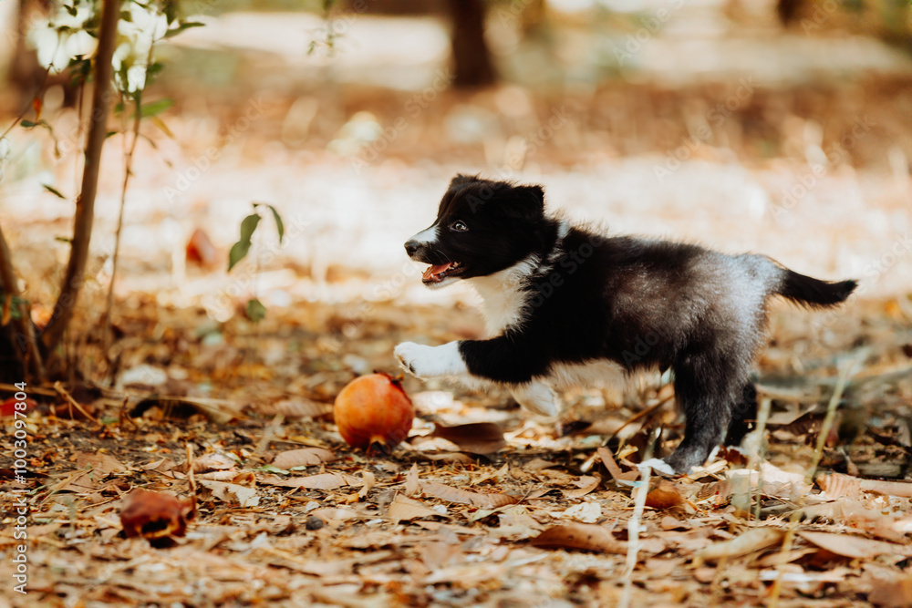 Obraz premium Black and white border collie puppy running in the park