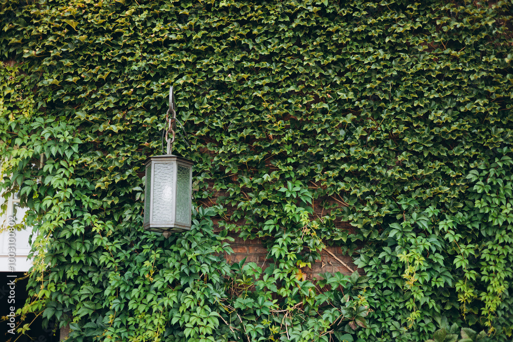 Natural ivy growth by green wall of leaves. Street lamp among the ivy. Victorian vintage street lantern at the day time, turned off.