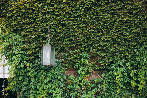 Obraz na płótnie Natural ivy growth by green wall of leaves. Street lamp among the ivy. Victorian vintage street lantern at the day time, turned off. w salonie