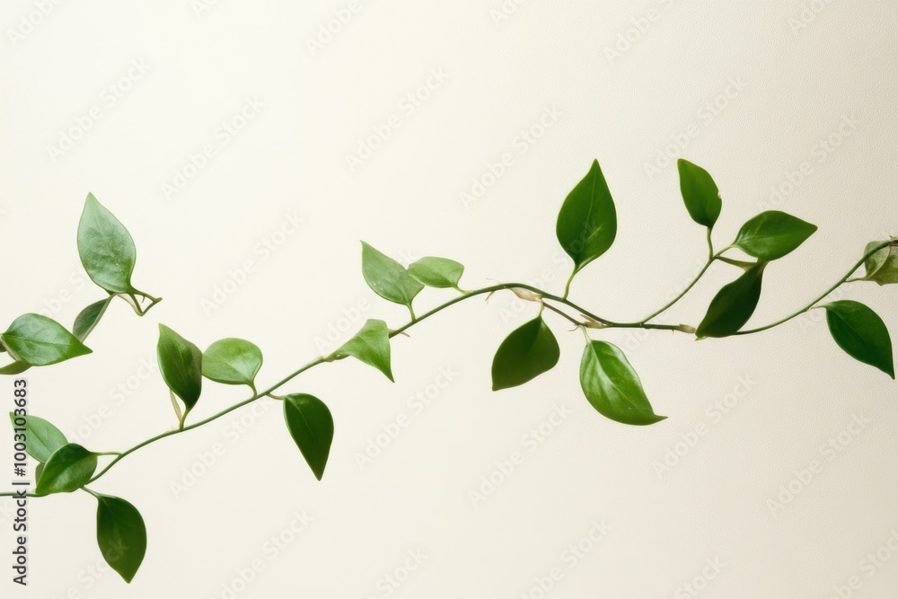 Green vine with lush leaves gracefully extending against a light background showcasing natural growth and vitality in a tranquil setting Green vine with lush leaves gracefully extending against a light background showcasing natural growth and vitality in a tranquil setting