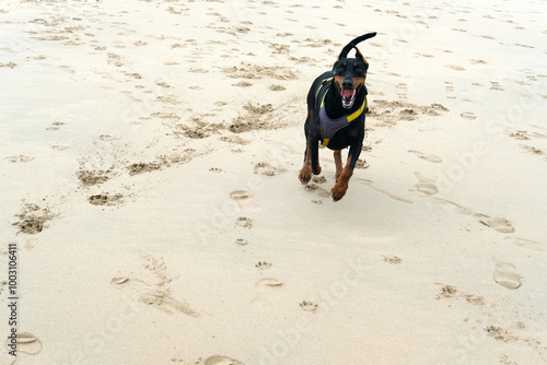 Dobermann at Tregirls Beach Padstow Cornwall UK Last day of September secluded beach at the mouth of the Camel Estuary