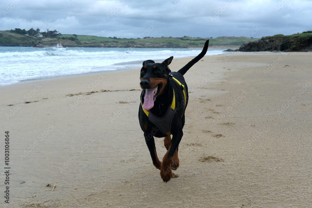 Dobermann at Tregirls Beach Padstow Cornwall UK Last day of September secluded beach at the mouth of the Camel Estuary Dobermann at Tregirls Beach Padstow Cornwall UK Last day of September secluded beach at the mouth of the Camel Estuary