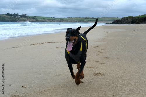 Dobermann at Tregirls Beach Padstow Cornwall UK Last day of September secluded beach at the mouth of the Camel Estuary