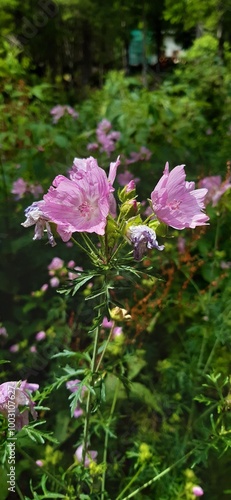 Wallpaper Mural flowers in the forest Torontodigital.ca