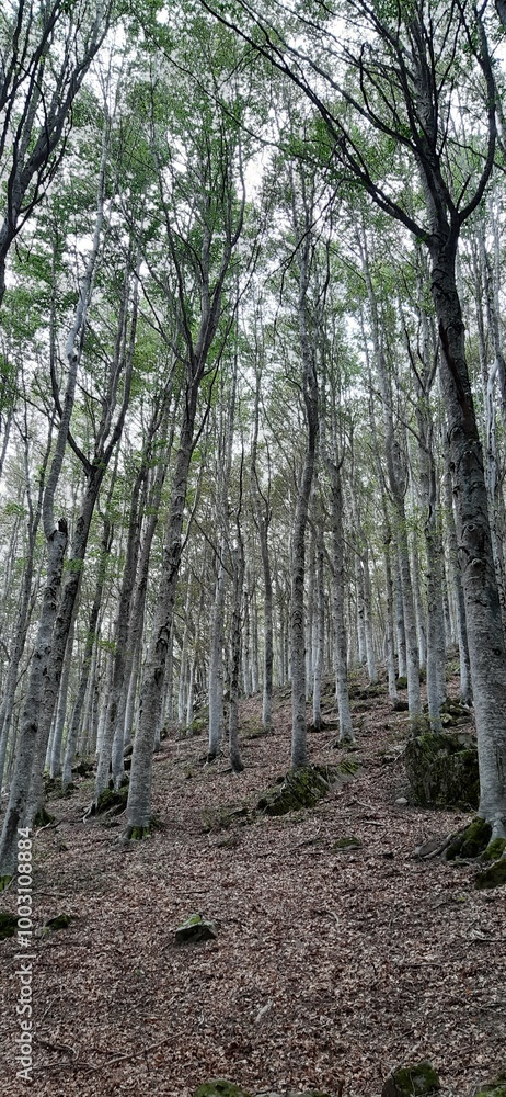 Obraz premium path in the mountain forest