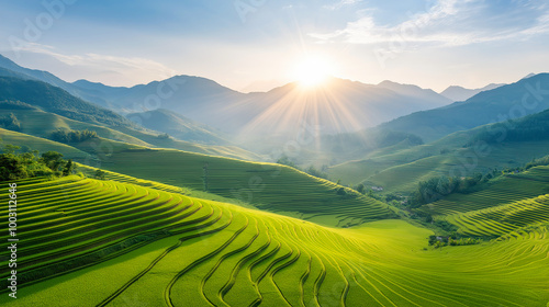 Terraced rice field in harvest season in Vietnam. Landscape of rice field in Vietnam.