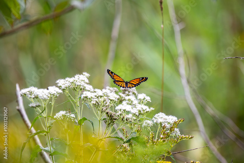 Tableau sur toile A viceroy butterfly (limenitis archippus) was pollinating a common boneset (eupatorium perfoliatum) in a marsh in Ontario