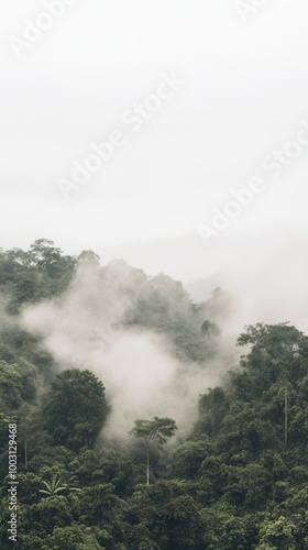 A view of a forested area with trees in the foreground