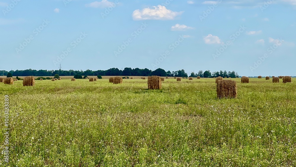 Fototapeta premium A landscape with haystacks from afar. Haystacks against the background of grass and blue sky