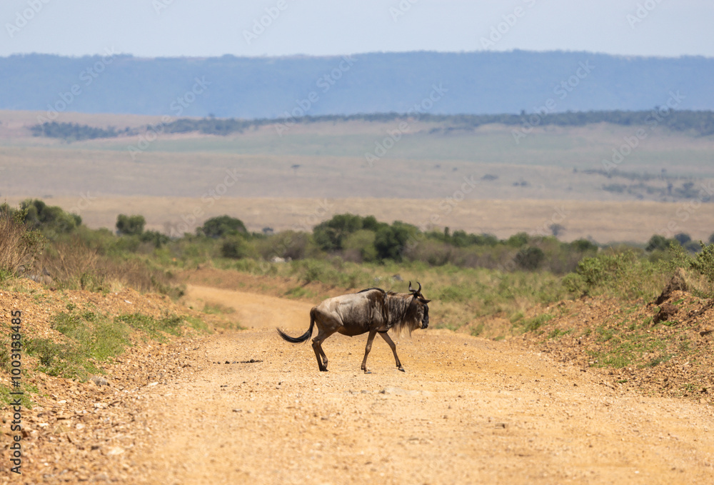 Naklejka premium wildebeest in the masai mara national reserve, kenya