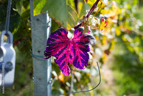 Ein violettes, leuchtend buntes Rebenblatt als Abstraktion im Weinstock