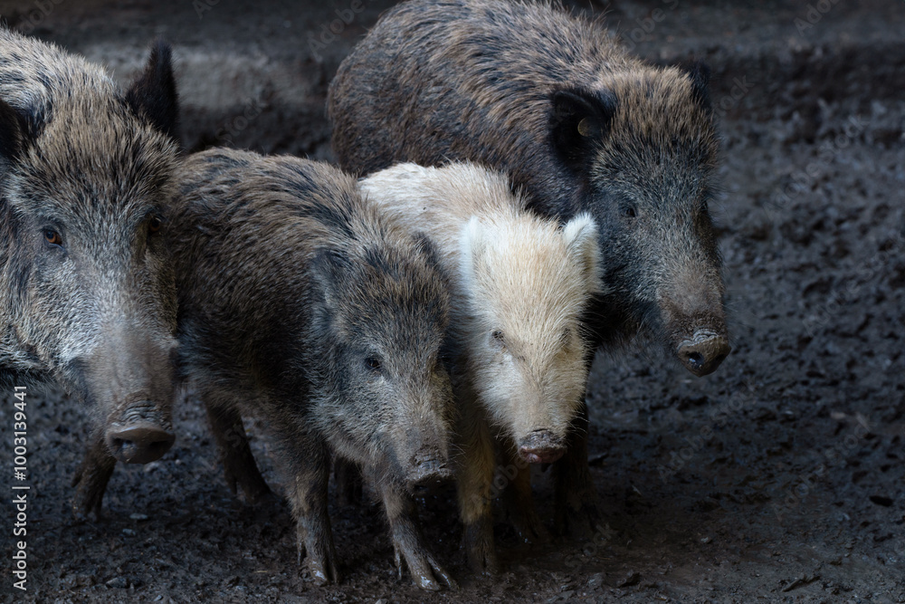 2 schwarze und ein weißes Wildschwein 2 schwarze und ein weißes Wildschwein