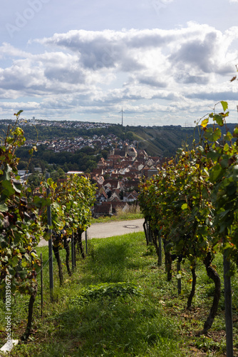Blick auf die Stadt Besigheim zwischen den beiden Rebstöcken hindurch. Fotografiert bei schönem Herbstwetter.