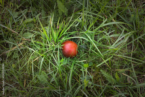 Ein roter Apfel liegt perfekt zentriert auf der Wiese, umgeben von einer sanften Vignette. Frische Gräser versorgen den Apfel mit Annehmlichkeiten.
