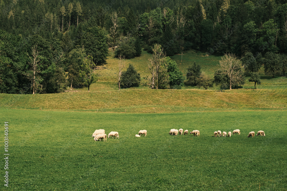 A tranquil scene of sheep grazing in a lush green meadow with a backdrop of a serene forest. Perfect for nature, agriculture, or pastoral themes.Slovenia A tranquil scene of sheep grazing in a lush green meadow with a backdrop of a serene forest. Perfect for nature, agriculture, or pastoral themes.Slovenia