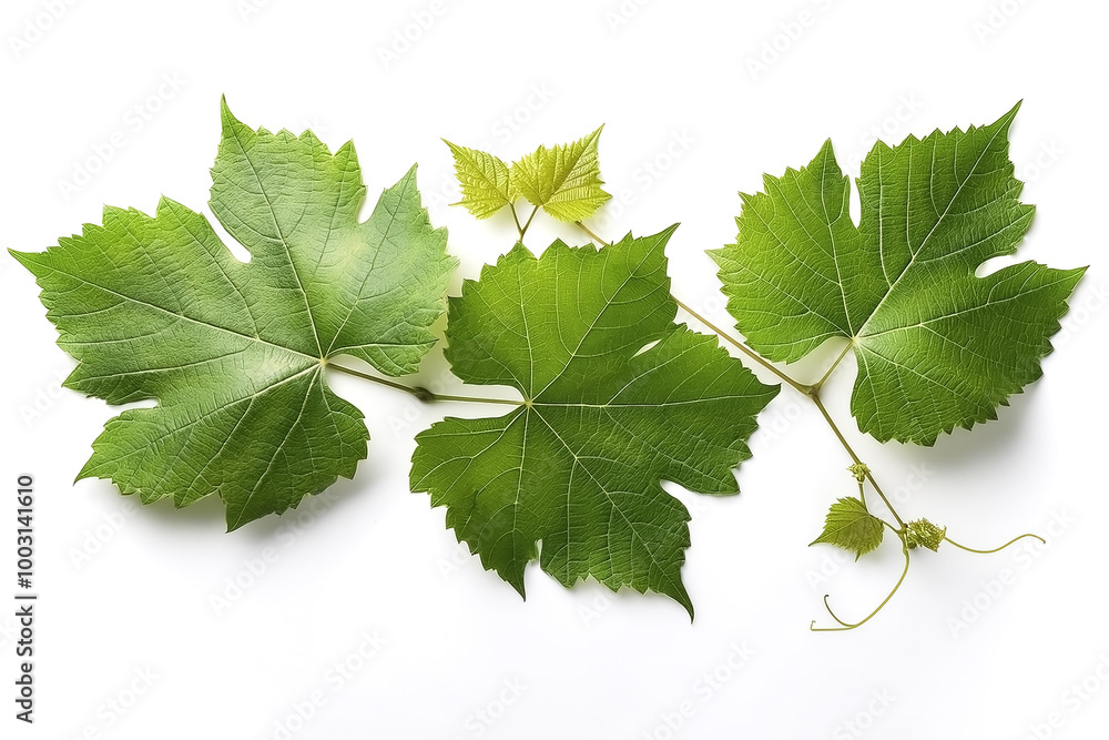 Fototapeta premium fresh young vine leaf, grapevine isolated on white background