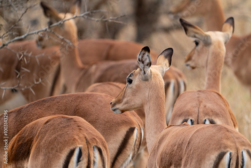 antelope herd