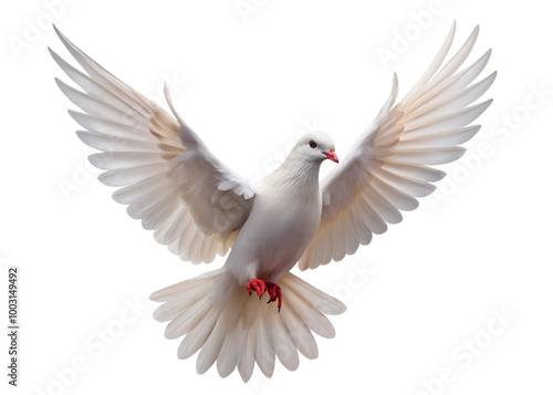 Flying pigeon bird isolated on white background. 