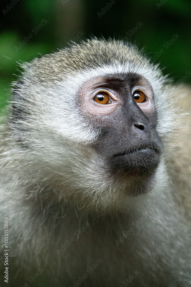 Naklejka premium vervet monkey portrait