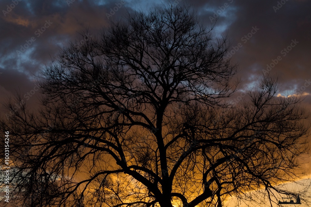 Fototapeta premium halloween tree