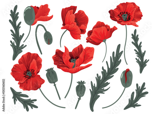 set of poppy flowers with red petals, buds and boxes. For invitations, banners, prints, different designs