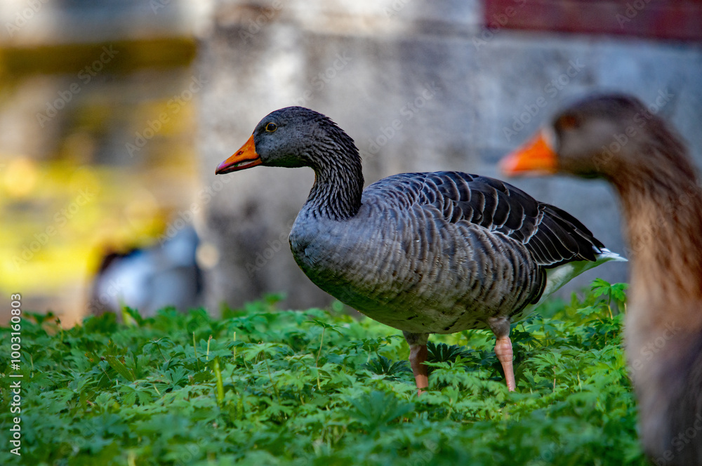 Fototapeta premium Graugans läuft über einer grünen Wiese