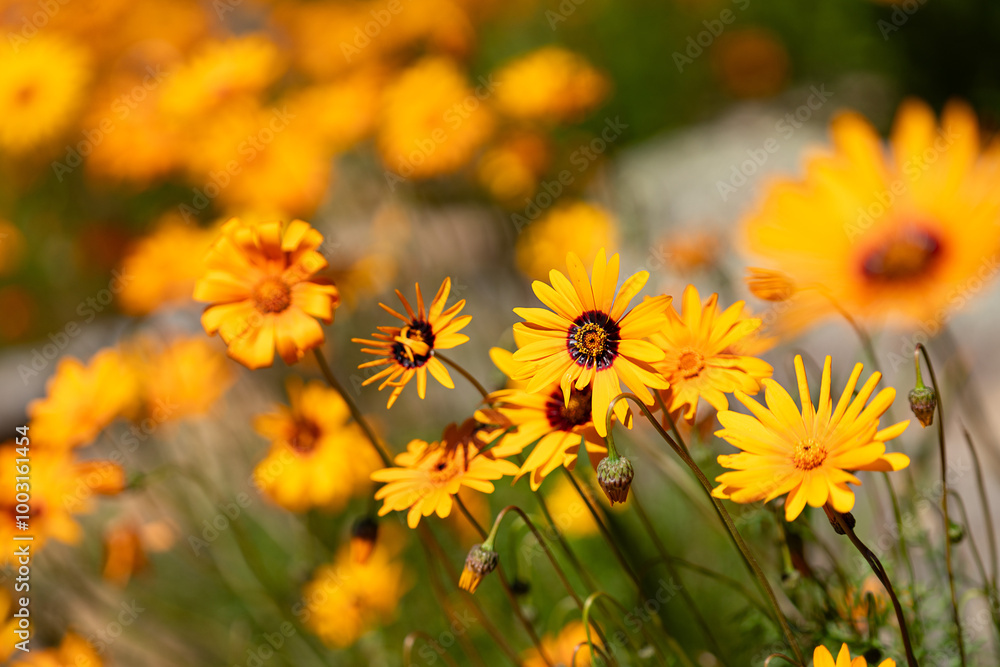 yellow flower yellow flower