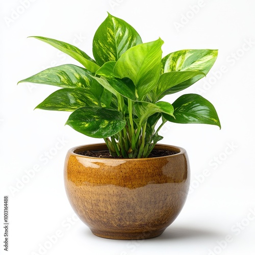 Lush green plant in decorative pot adds vibrant touch to indoor space during ...