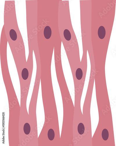 Cardiac muscle myocardium heart cell