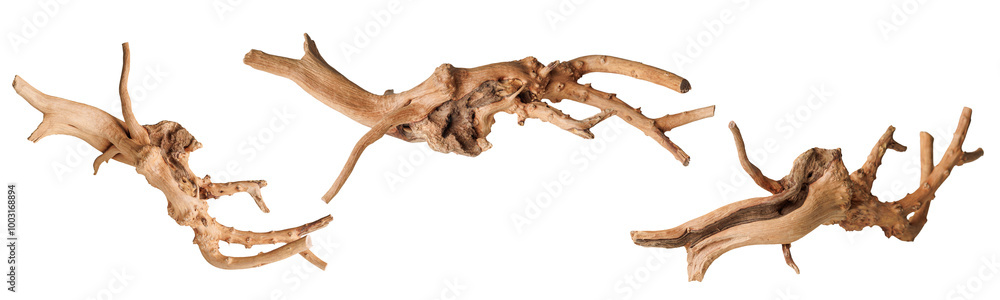 set old dry driftwood tree branch on an isolated white background close-up set old dry driftwood tree branch on an isolated white background close-up